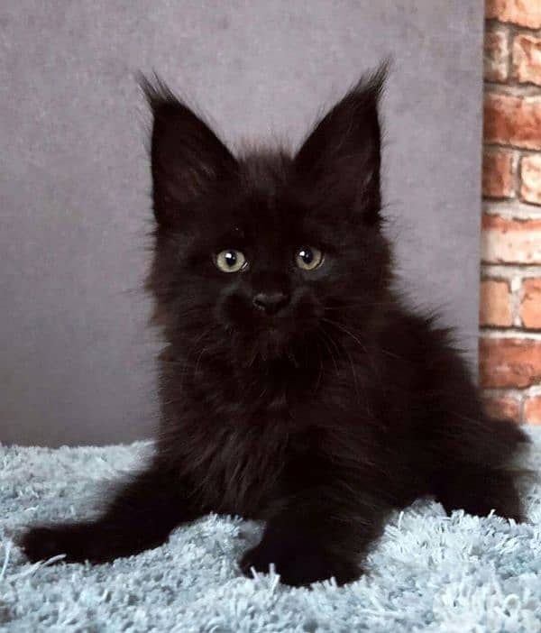 Maine Coon Black Beautiful Kitten in store/ cat قطط 0