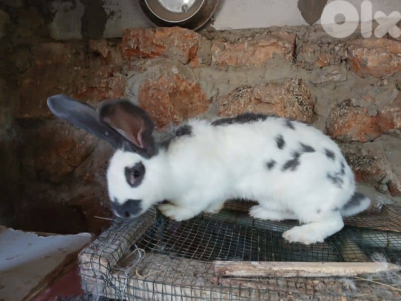 Giant French papillon Rabbits 4