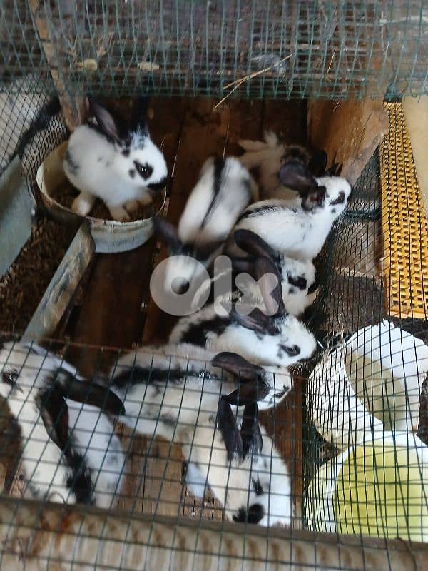 Giant French papillon Rabbits 5