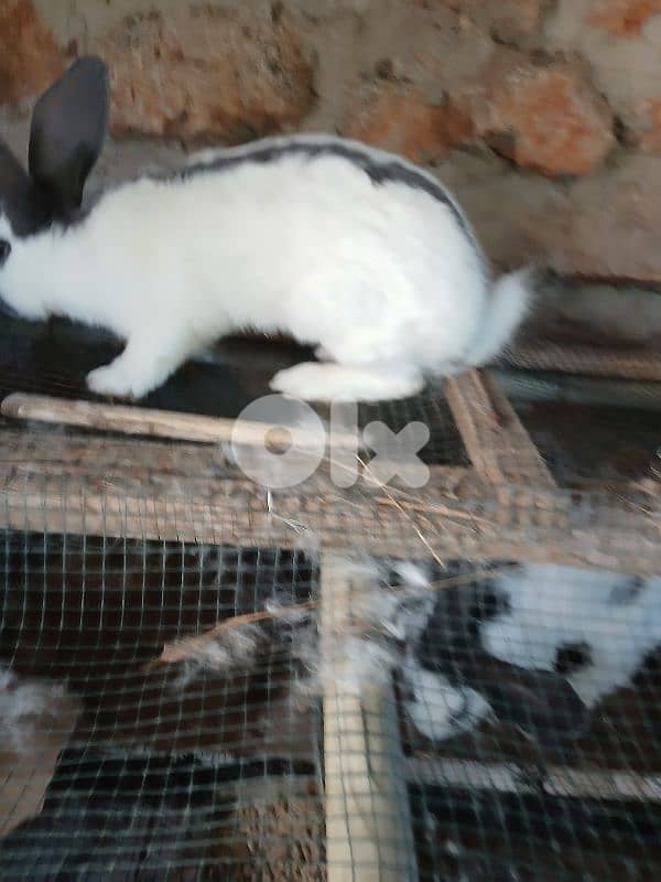 Giant French papillon Rabbits 6