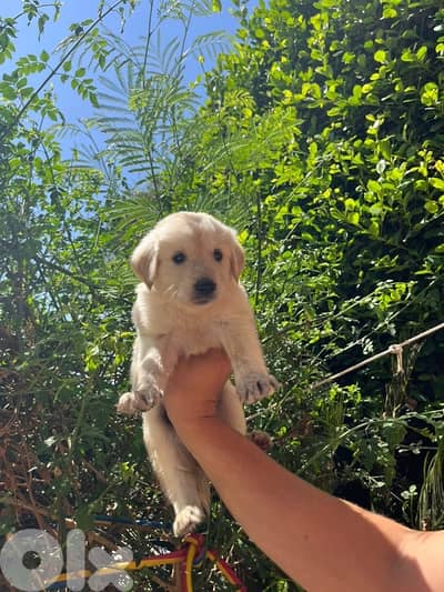 golden retriever puppy