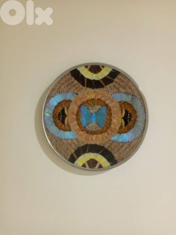 is e real butterfly 0