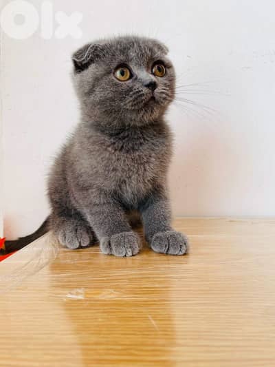 Premium Scottish fold Kitten
