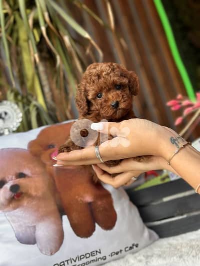 Tiny Toy Poodle Red Brown Color Puppies/ dog كلاب