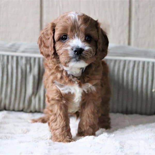 Cute Cavapoo Puppies Special Color Puppies/ dog كلاب 0