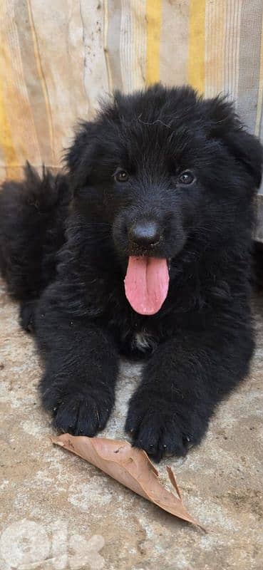 full black German shepherd puppies