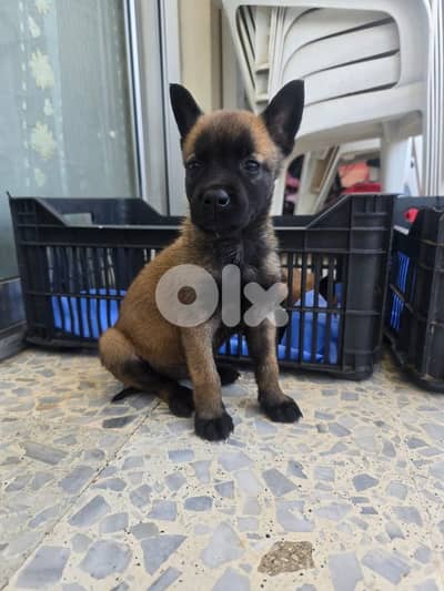 female Belgian Malinois puppies