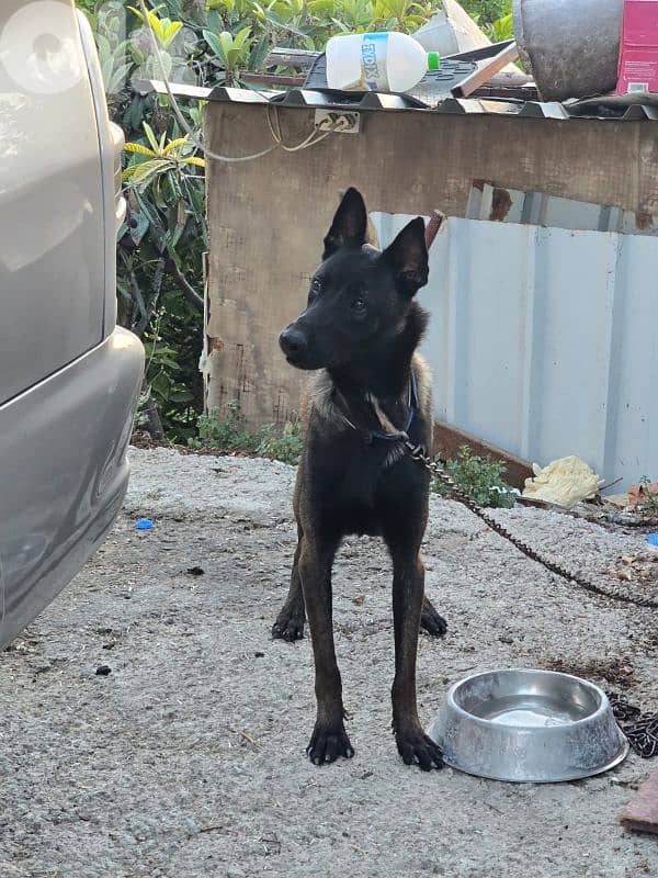 female Belgian Malinois puppy 8