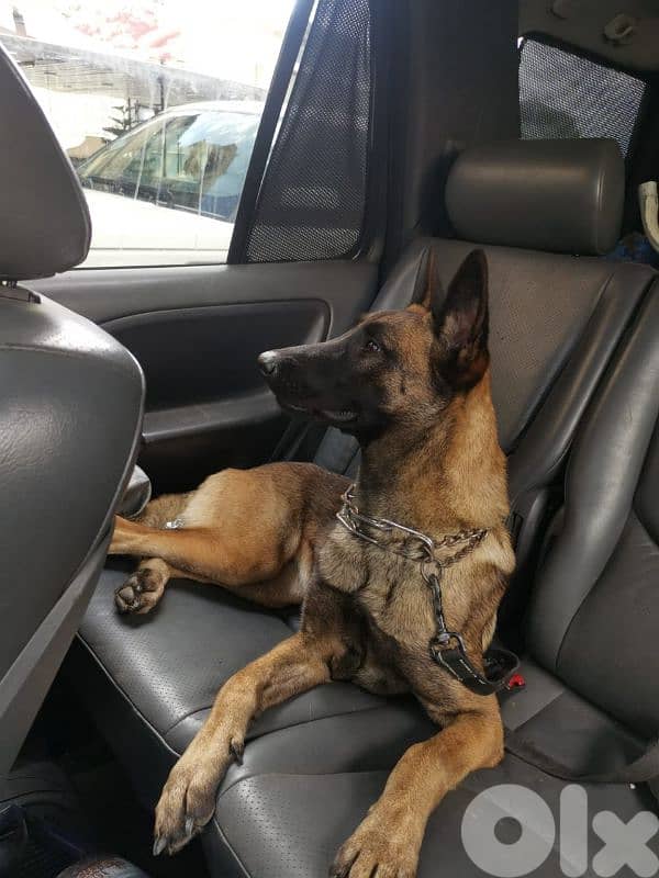 female Belgian Malinois puppy 7