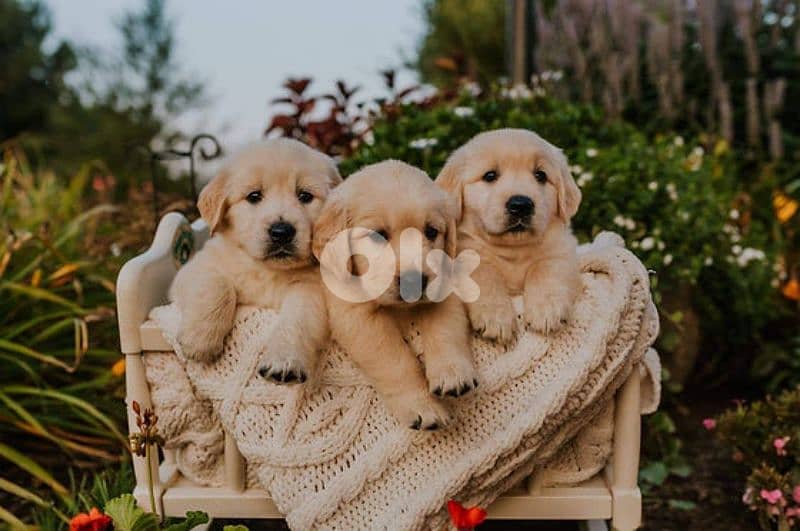 Golden Retriever Puppies in store/ dog كلاب 0