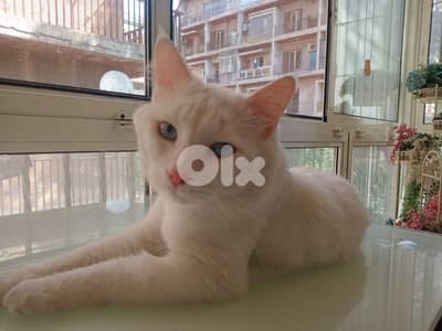 White Angora cat
