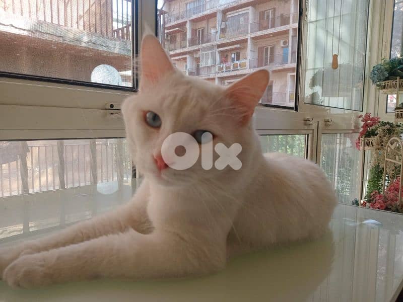 White Angora cat 0
