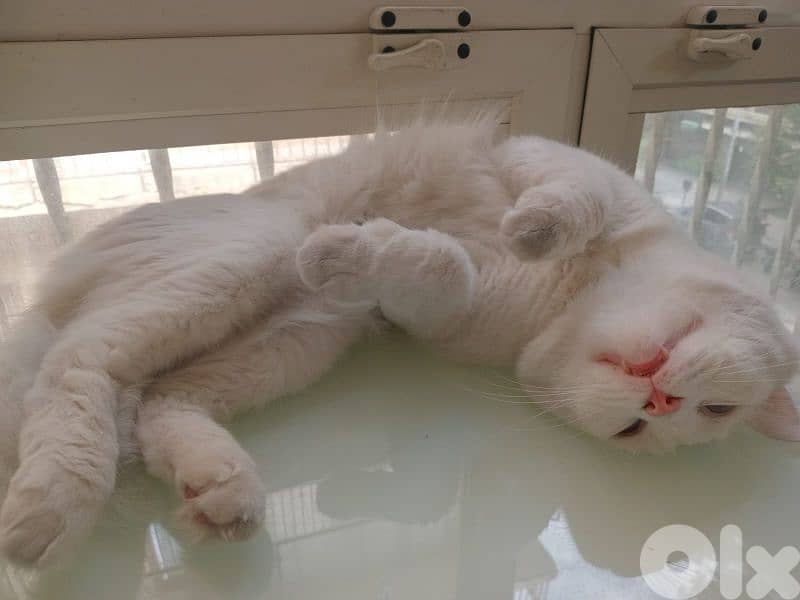 White Angora cat 2