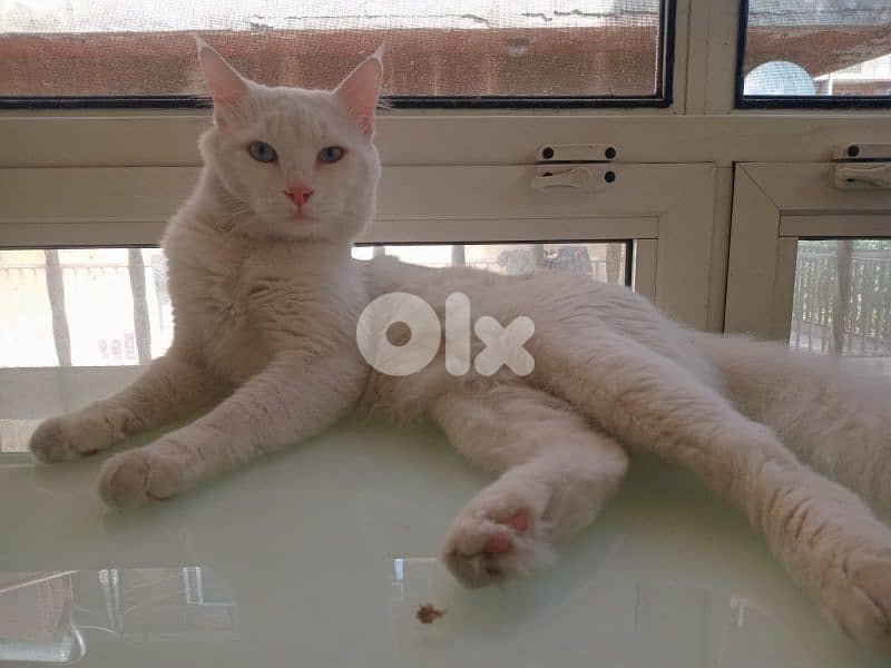 White Angora cat 3