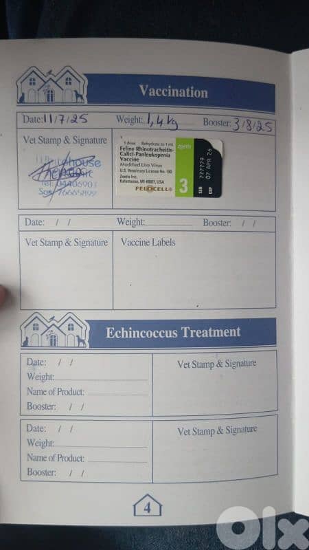 انغورا تركي 0