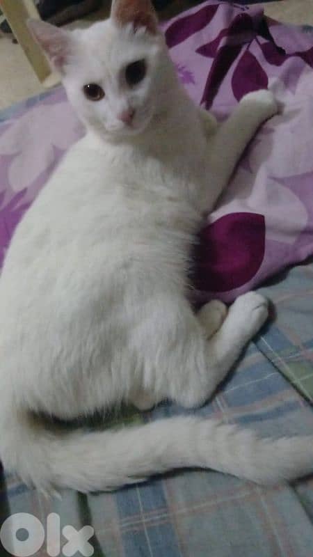 انغورا تركي 1