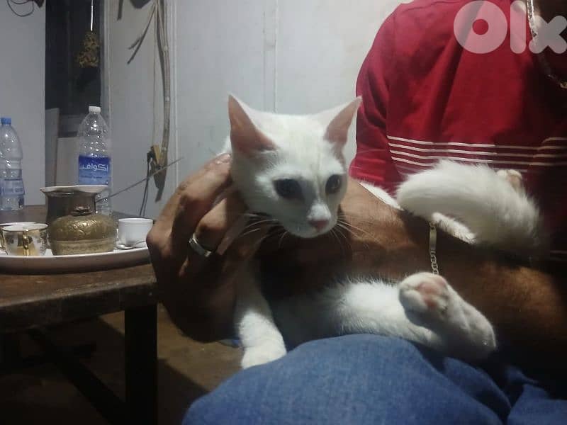 انغورا تركي 2