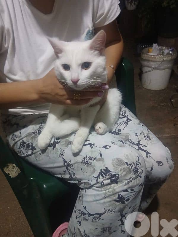 انغورا تركي 3