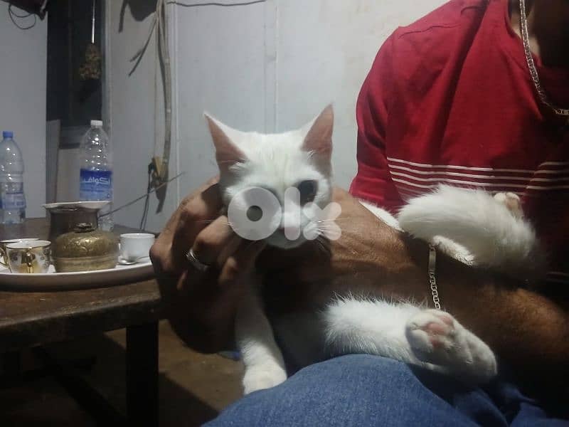 انغورا تركي 4