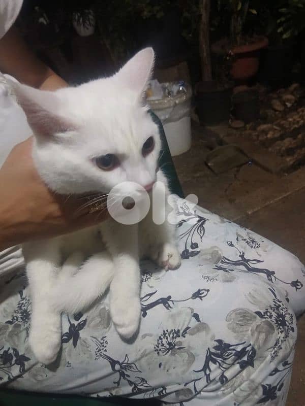 انغورا تركي 5