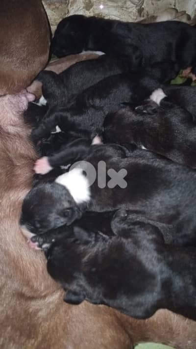 puppy pitbulss