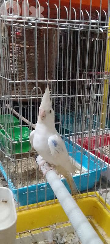 دكر كروان ألبينو عيون حمر
