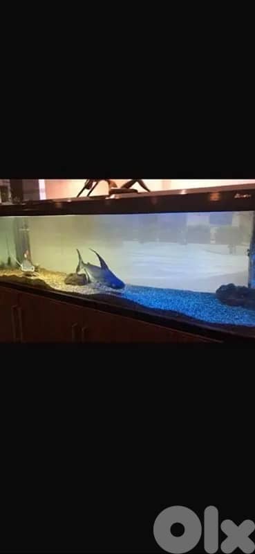 Aquarium fish tank + closet kit (serious buyers please) 0