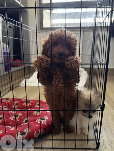 Teacup for sale