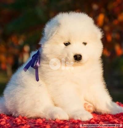 Samoyed Puppies/ dog كلاب