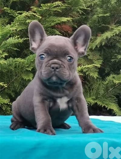 French Bulldog Special Blue Puppies/ dog كلاب