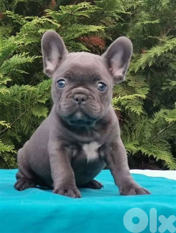 French Bulldog Special Blue Puppies/ dog كلاب 0
