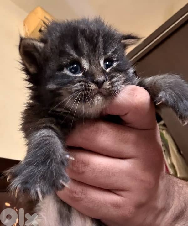 Maine coon/persian mix for sale. $250 per kitten e5er she. LAST ONE 1