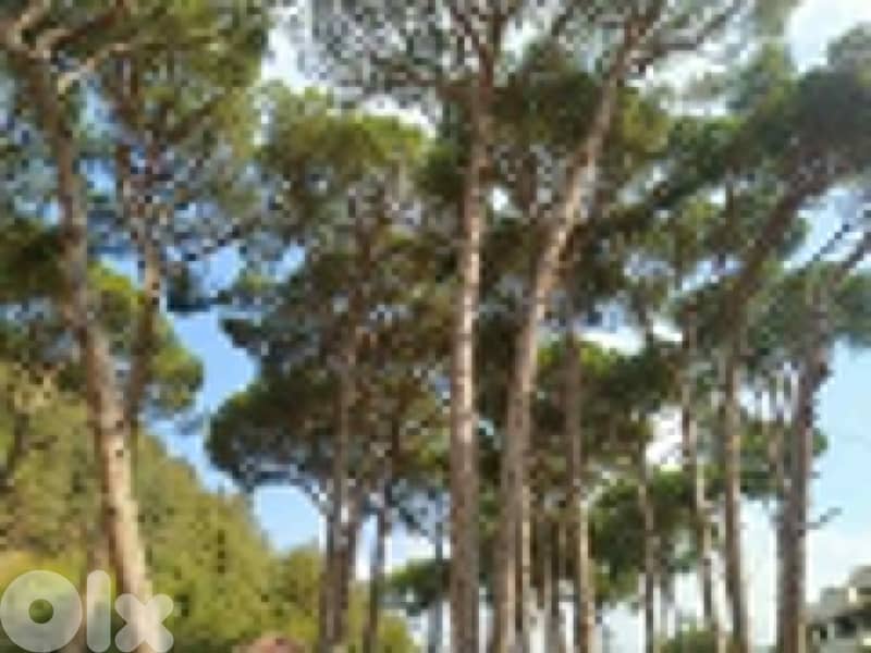 1640 Sqm Land For Sale In Jouret El Ballout ارض للبيع في جورة البلوط 2