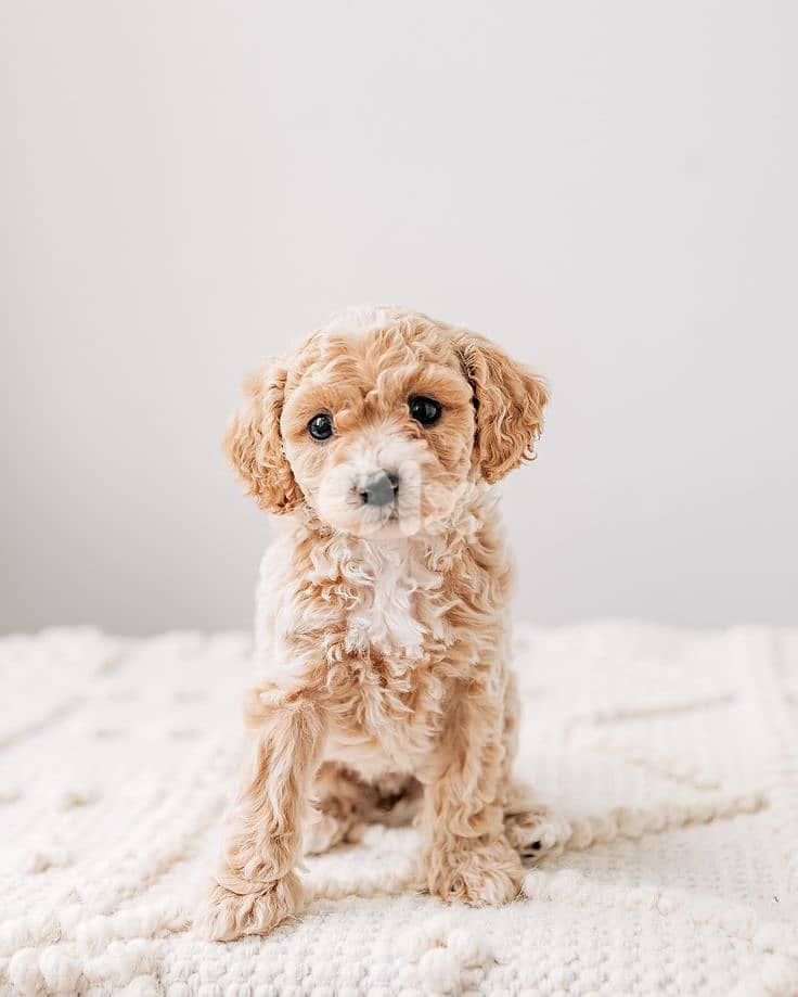 Toy Poodle Cream Coat Puppies/ dog كلاب 0