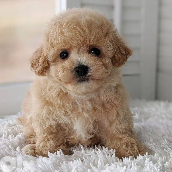 Maltipoo Cute Puppies in store & delivery/ dog كلاب 0