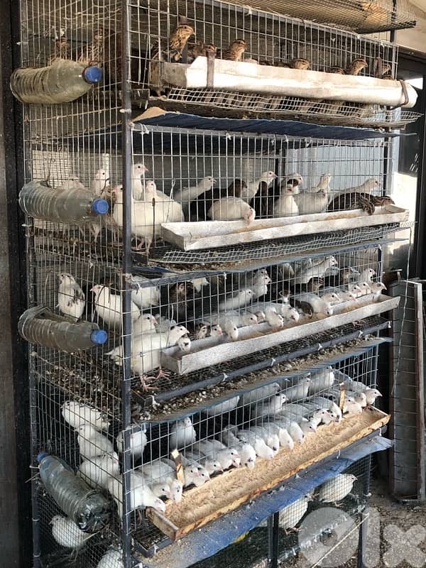 فري بياض و ع فتوح بيض للبيع يوجد بيض و فري للاكل 1