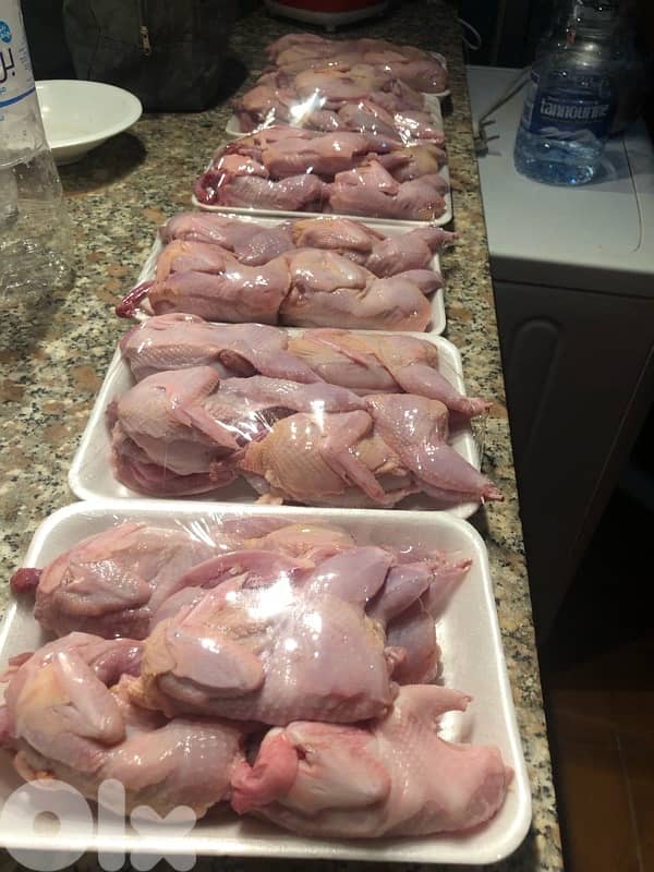 فري بياض و ع فتوح بيض للبيع يوجد بيض و فري للاكل 2