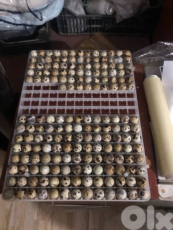 فري بياض و ع فتوح بيض للبيع يوجد بيض و فري للاكل 3