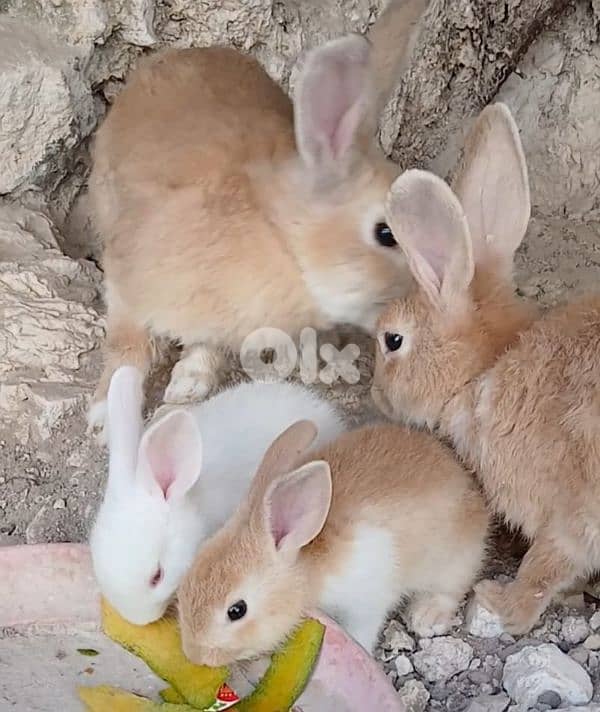 أرنب صغير وكبير 0