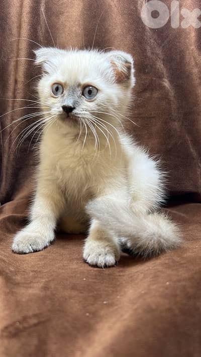 scottish blue point