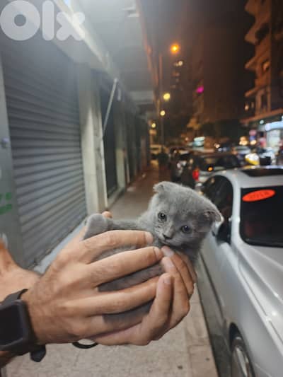 2 months Cat for sale