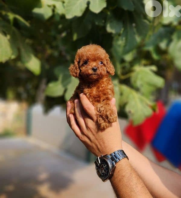 Special Red Brown Toy Poodle Puppies/ dog كلاب 0