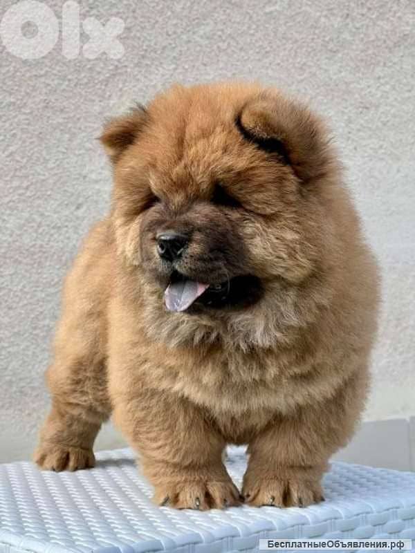 Beautiful Chow Chow Special Puppies/ dog كلاب 0