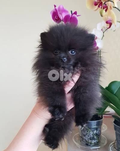 black spitz SMALL puppy