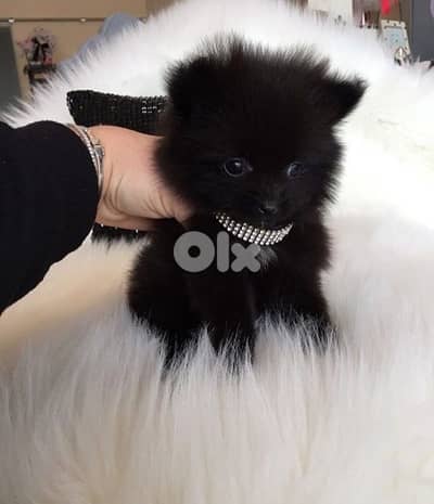 loulou Spitz puppy