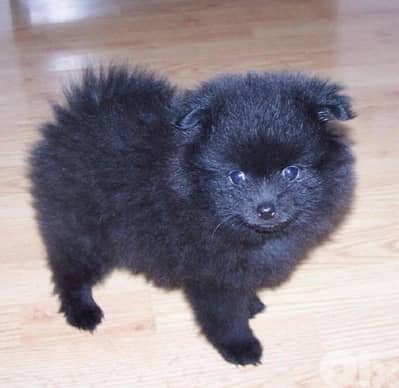 pomeranian Spitz dog puppy كلب