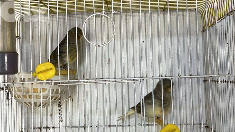 غلوسترات و اغات و موزيك وفي بلدي و بنديق كنرات كلا حبات دهب 3
