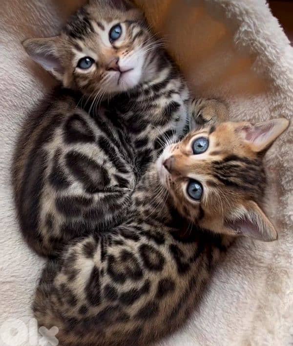 Little Leopard-like Bengal Kitten/ cat قطط بنغال 0