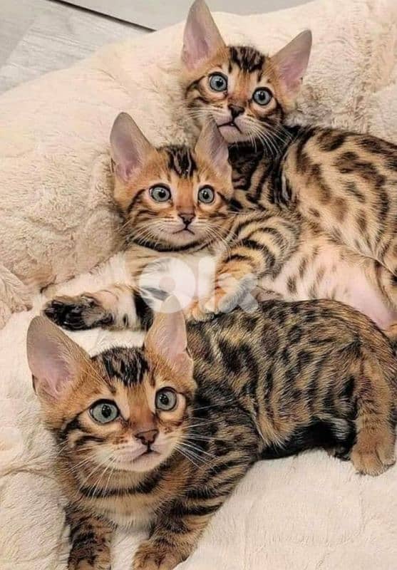 Leopard Bengal Kittens Available/ cat قطط بنغال 0