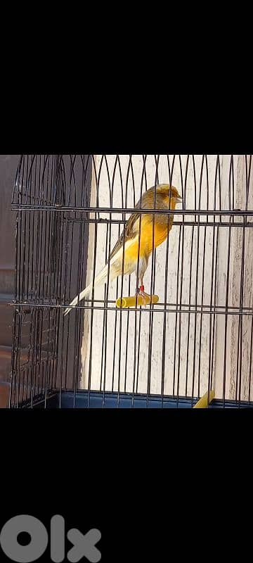 كنارات يورك 1